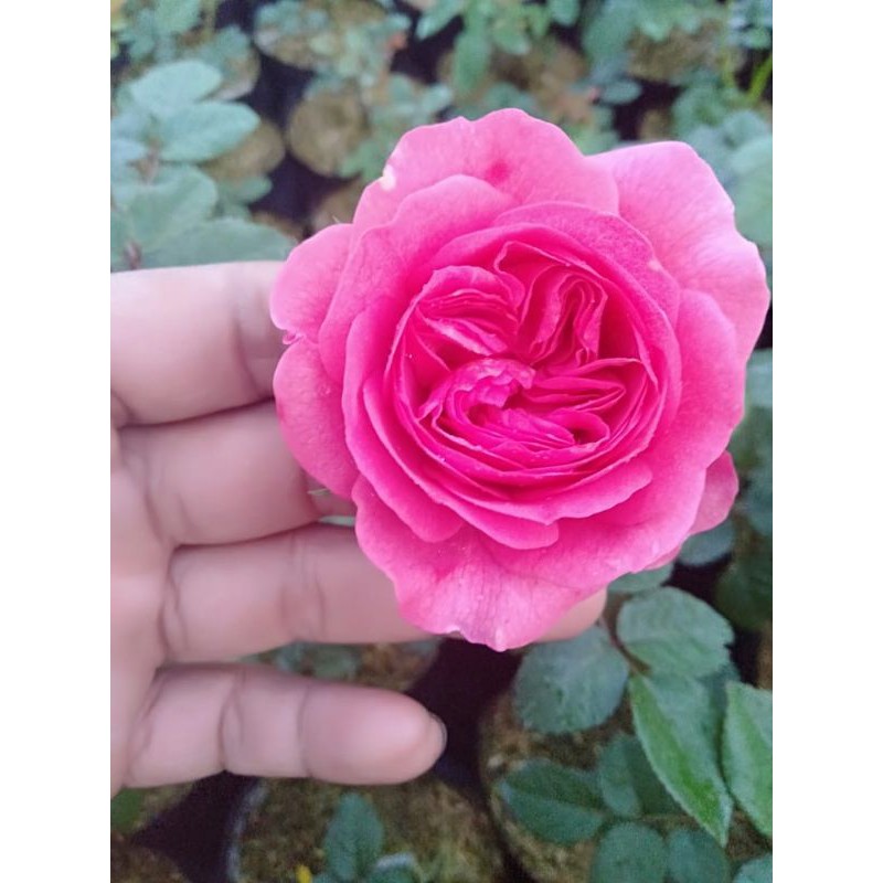 bunga mawar import besar 7kg