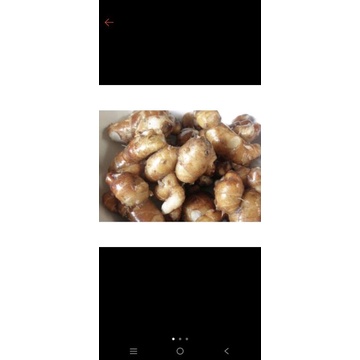 

KENCUR(FRESH) KENCUR 1KG MURAH TUA SEGAR ALAMI TUA SUPER CIKUR PROMO