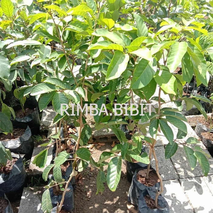 Bibit Rambutan Binjai Unggul