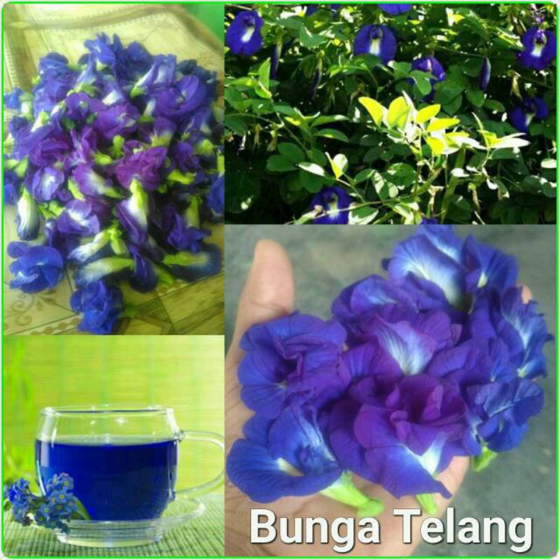 bibit bunga teh Telang