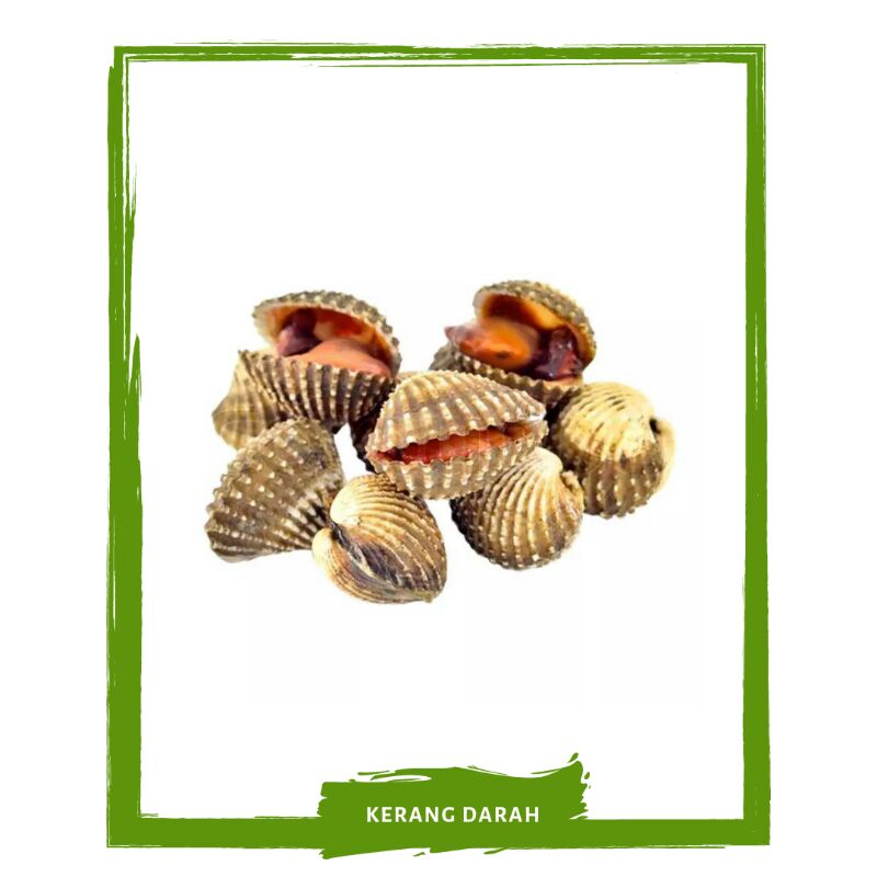 

Kerang Darah Kulit / Ikan Segar By Mallahrizwa