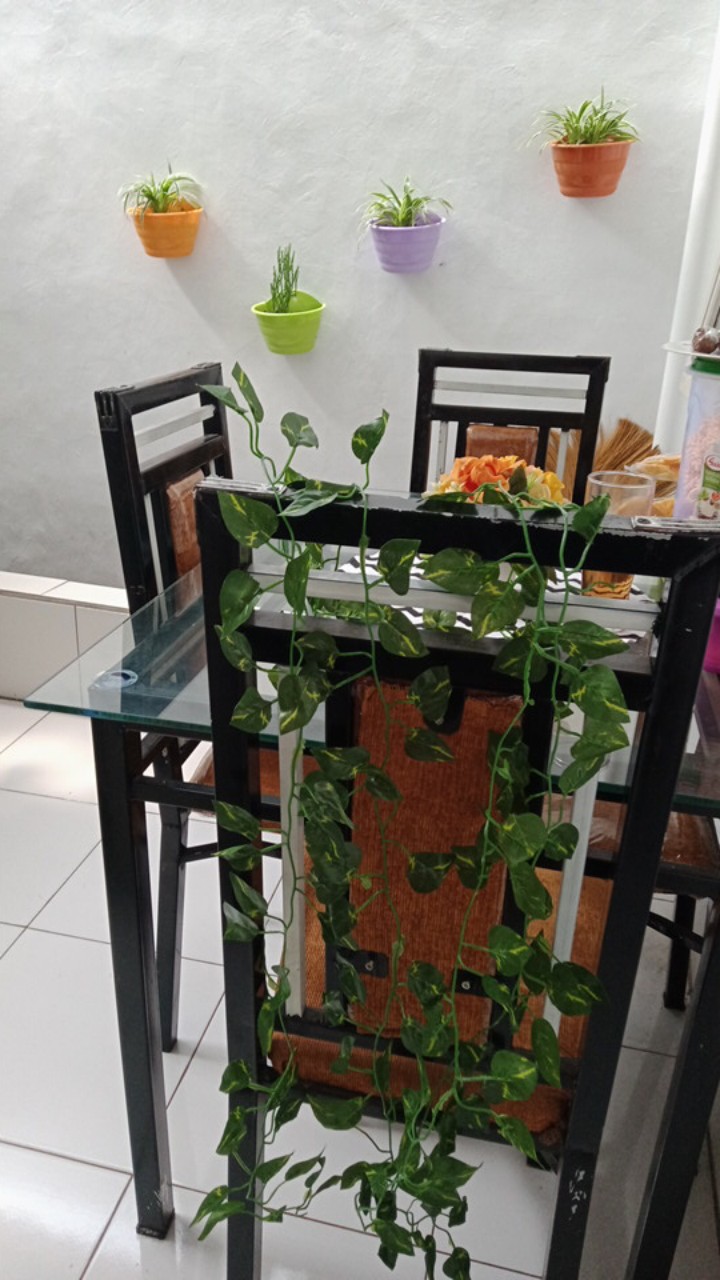 Daun Rambat Sri Gading 2m Dekorasi Home