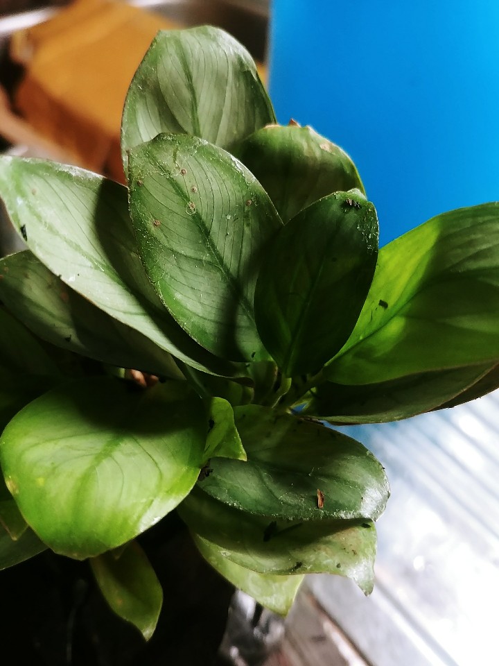 Tanaman Hias Calathea Greey Stars