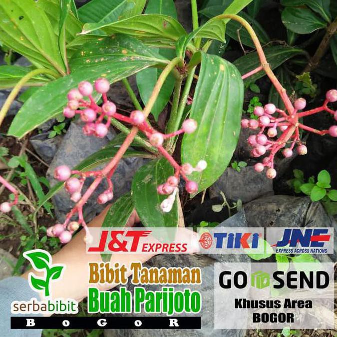 Bibit Tanaman Buah Parijoto Herbal - Sudah Berbuah Re5T0Ck L0Ck