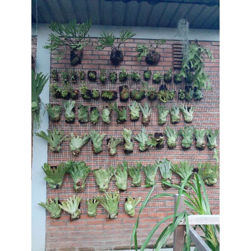 Platycerium Ridleyi Shopee Indonesia