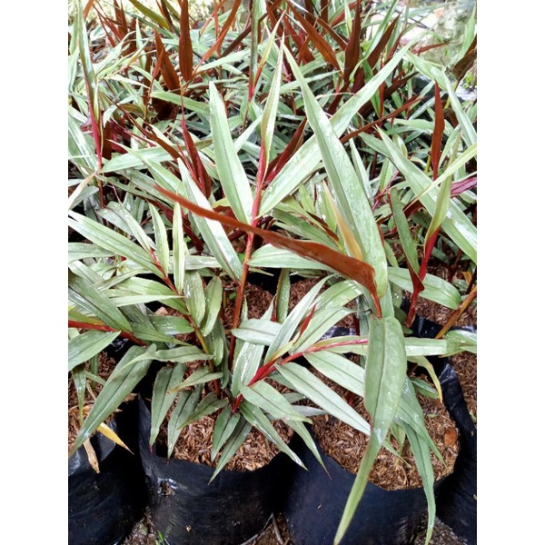 Tanaman jahe wulung / jahe hitam ( Super )