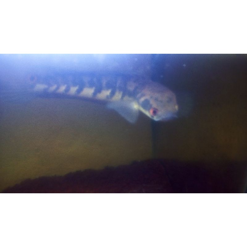 maru oren riau bunga