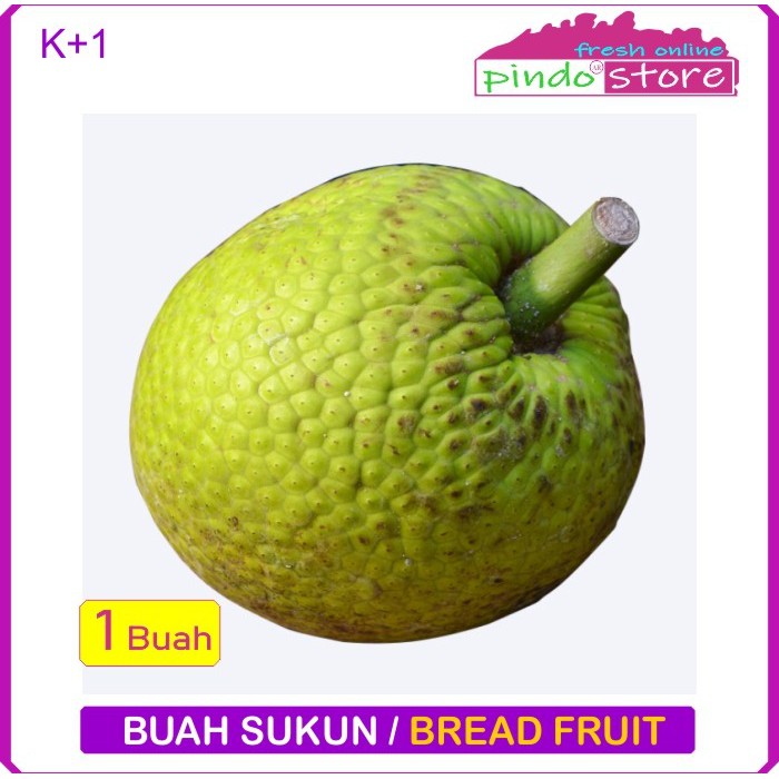 

BUAH SUKUN SEGAR 1 BUAH