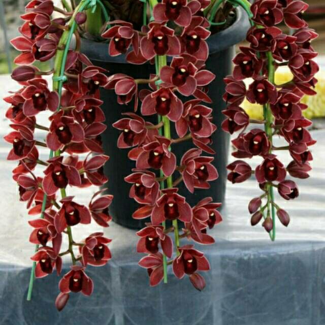 Biji Benih Bunga Dark Red Chinese Cymbidium Cicada Orchid Seeds Original Unggulan
