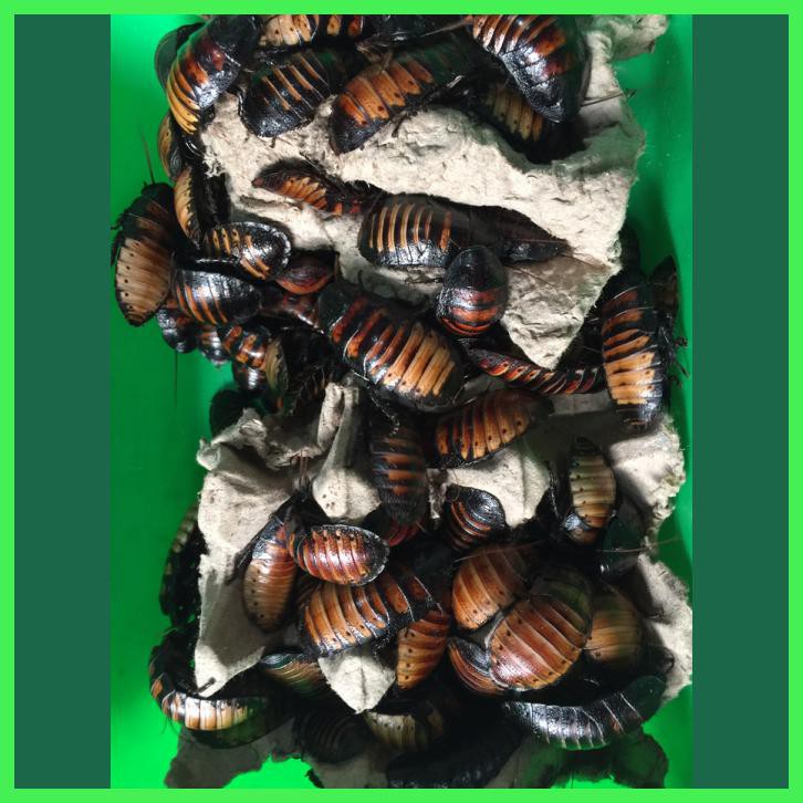 KECOA MADAGASKAR INDUKAN(SEPASANG 2EKOR)