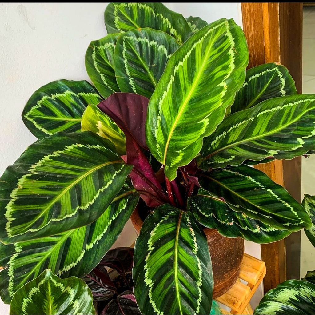 Calathea Linden Tanaman Hias Calathea Kalatea Import Bunga Impor Berkualitas BUKAN bonggol bibit
