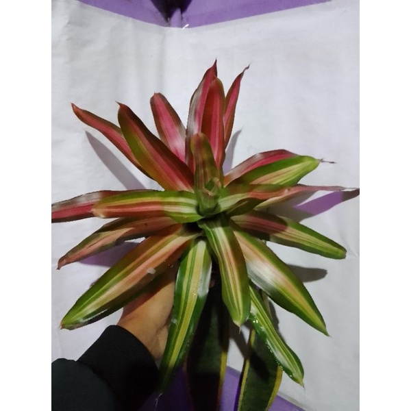 bromolia tricolor