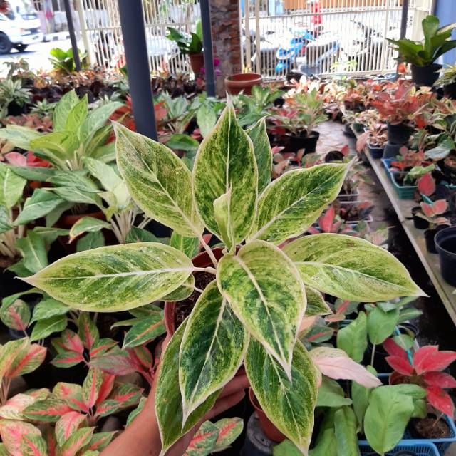 Tanaman Hias Aglaonema/Aglonema WHITE LIPSTIK
