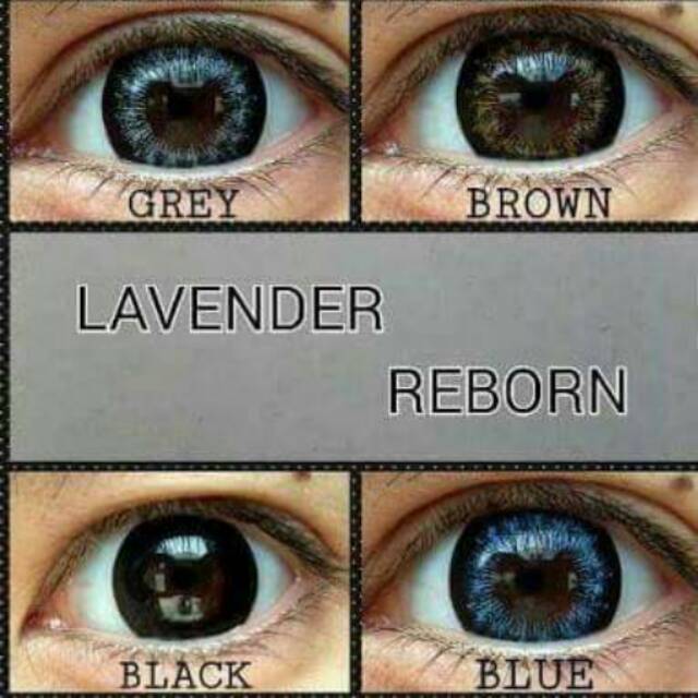 

Lavender reborn