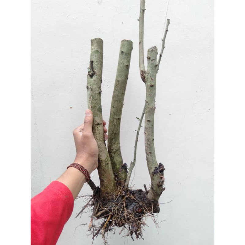 BONSAI RUKEM BOGEL BERKARAKTER