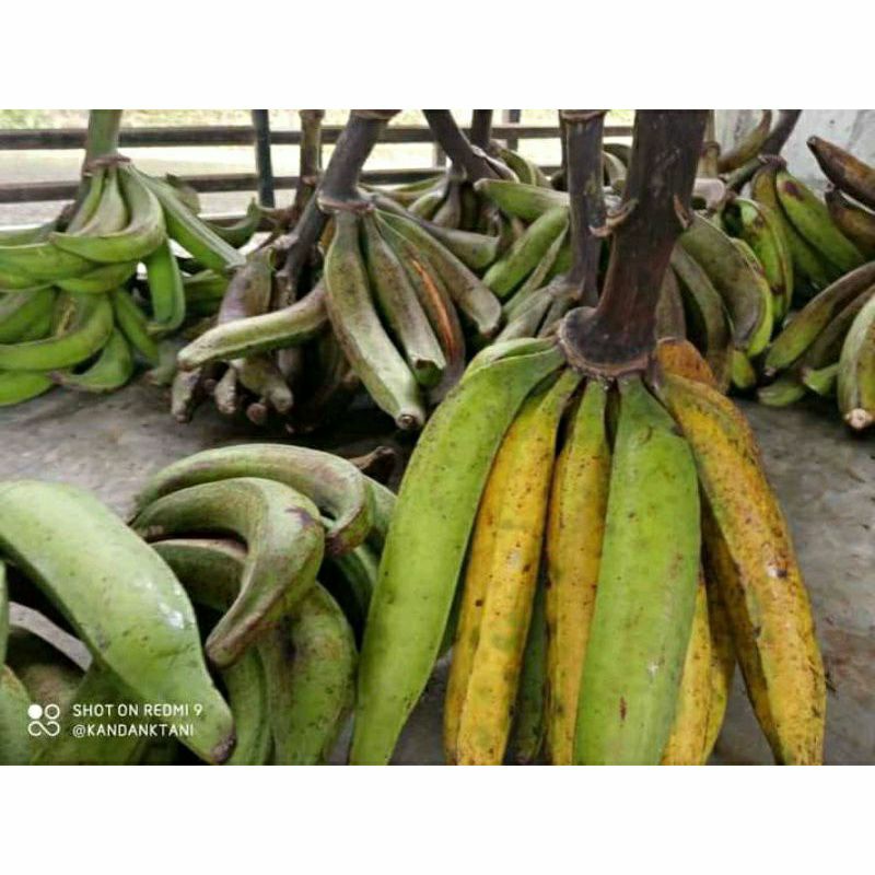 

Buah Pisang Tanduk Super / Paket 5 Pcs