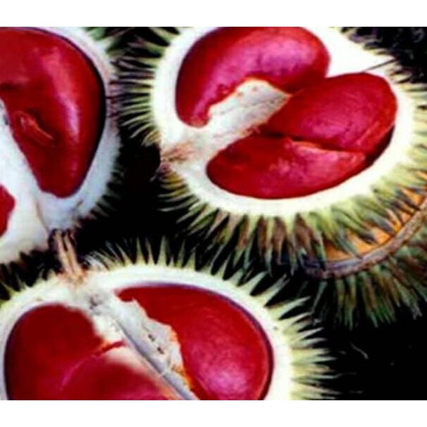 BIBIT TANAMAN HIDUP POHON BUAH DURIAN MERAH LANGKA @_@
