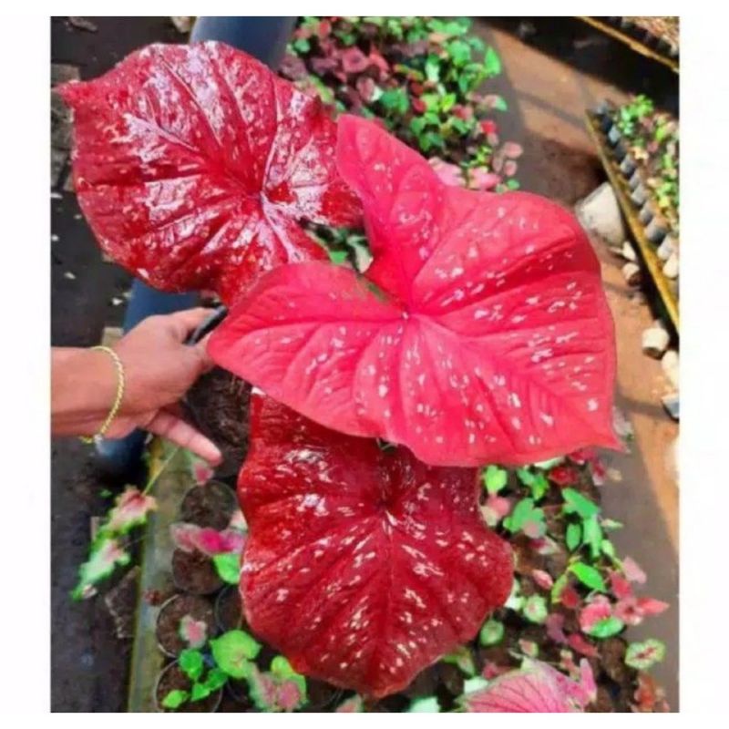 Umbi Caladium red Guardians - keladi hias import