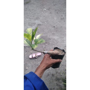 Pohon Adansonia Digitata Baobab Varigata/ Kaki Gajah Varigata/ Baobab Caudex Varigata