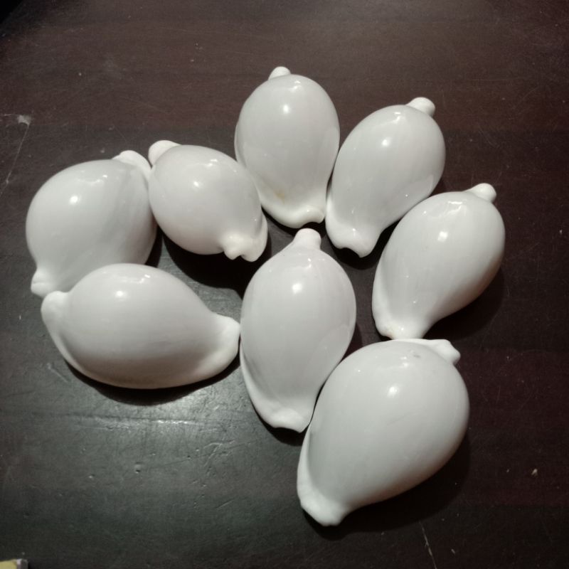 Kerang Kowok Putih | Kerang Telur | Kerang Laut | Kerang Koleksi