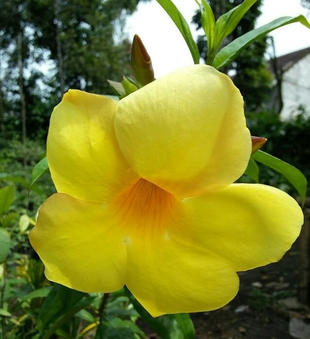 Tanaman hias bibit bunga alamanda kuning - Pohon bunga alamanda kuning