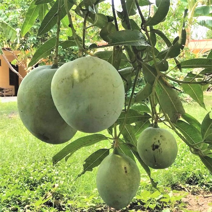 Bibit Tanaman Buah MANGGA KELAPA Premium