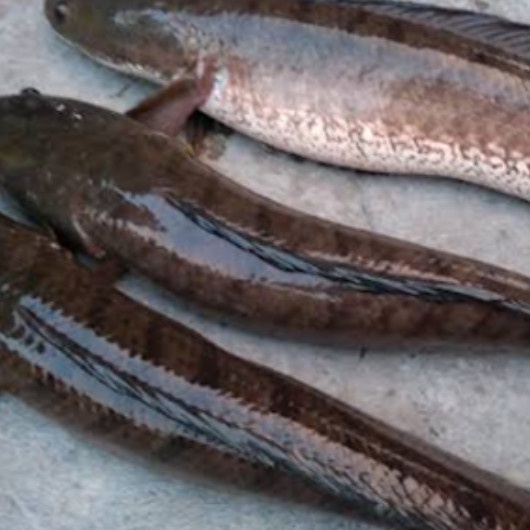

IKAN GABUS BASAH 500GR SAYURONLINECINERE fresh