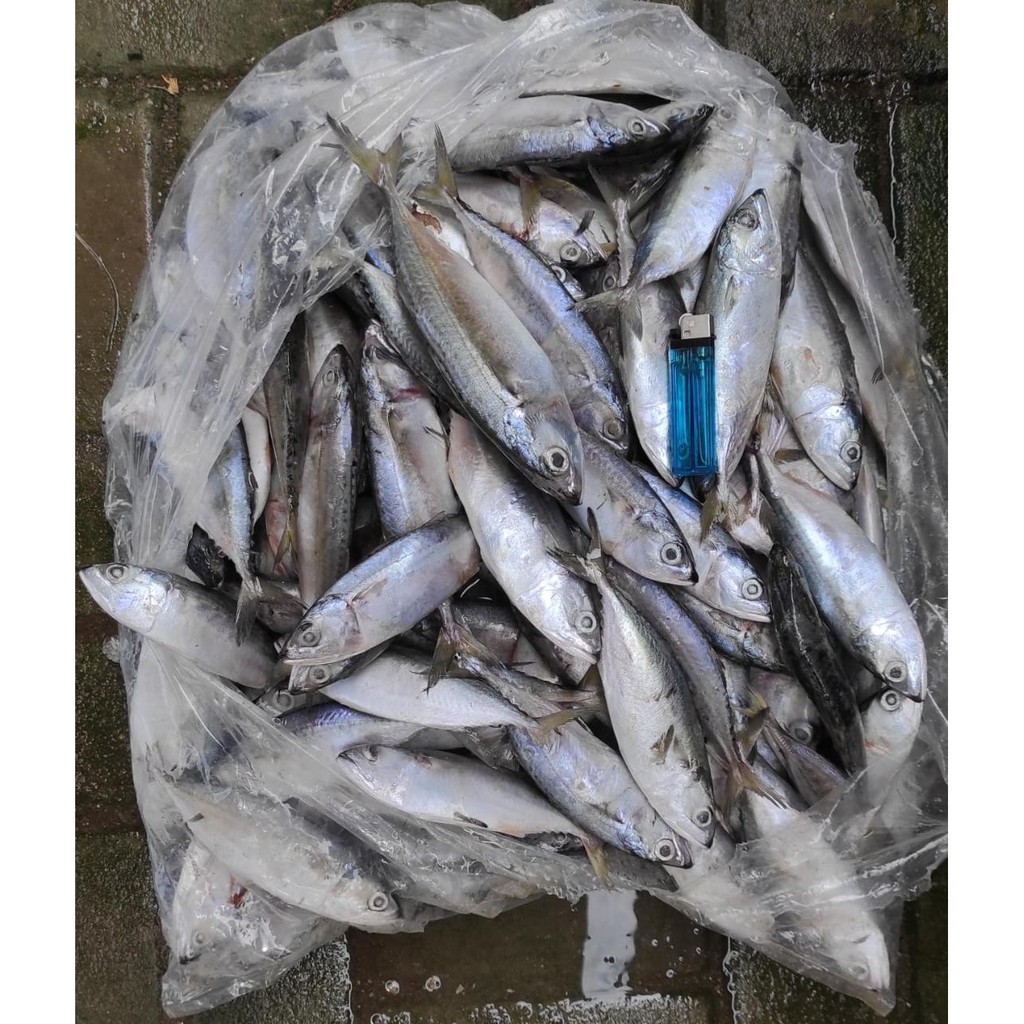 

Ikan Kembung Segar Fresh 1/2Kg Export Quality