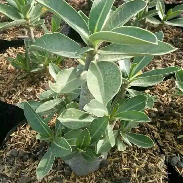 Tanaman hias adenium arabicum bunga merah