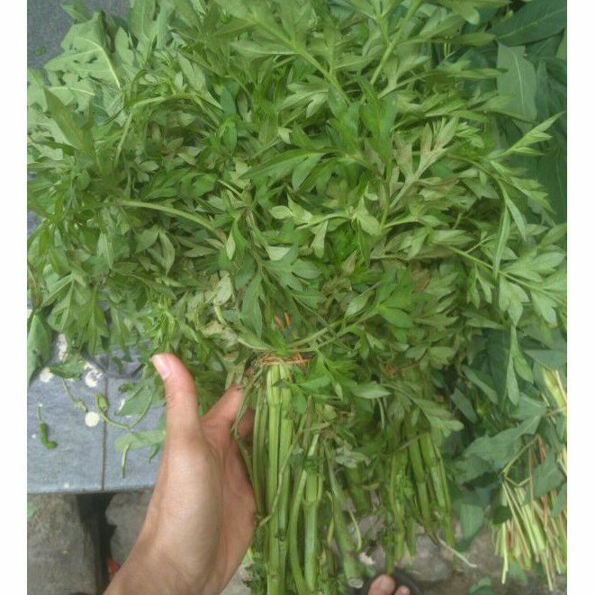 

Kenikir segar / 1 ikat