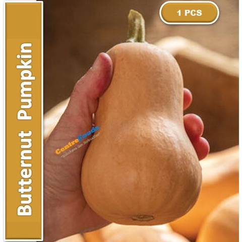 

Labu Madu Fresh - Butternut Pumpkin | Size 0.8-1 Kg [ Harga Per PCS ]