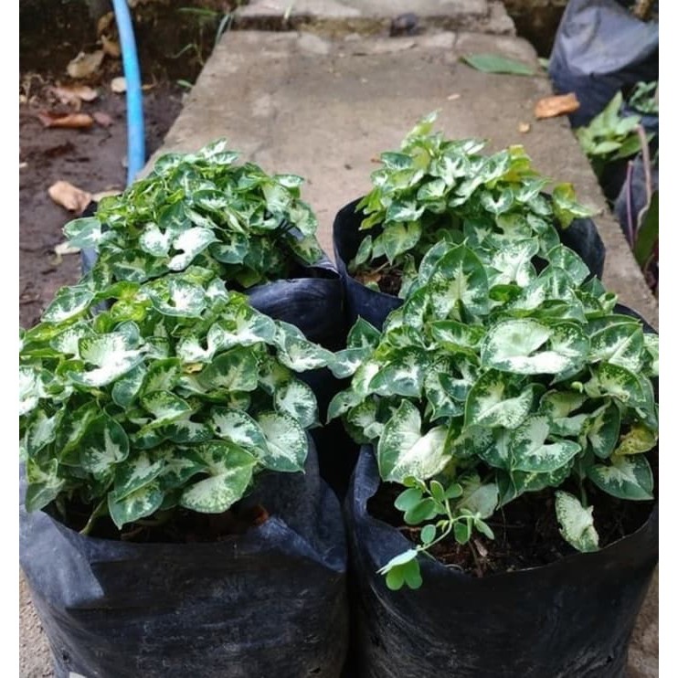 6 Bibit Bunga Keladi Mini Tanaman Hias Shopee Indonesia