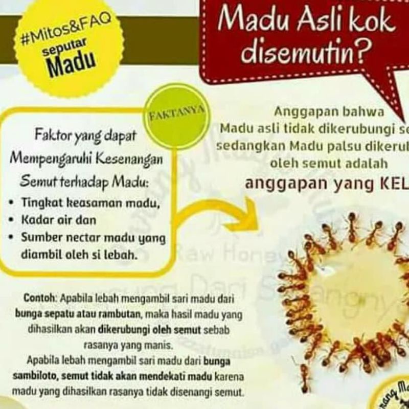 

MADU ASLI DI KELILINGI SEMUT
