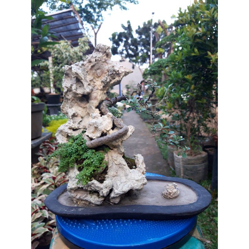 penjing bonsai silver berry