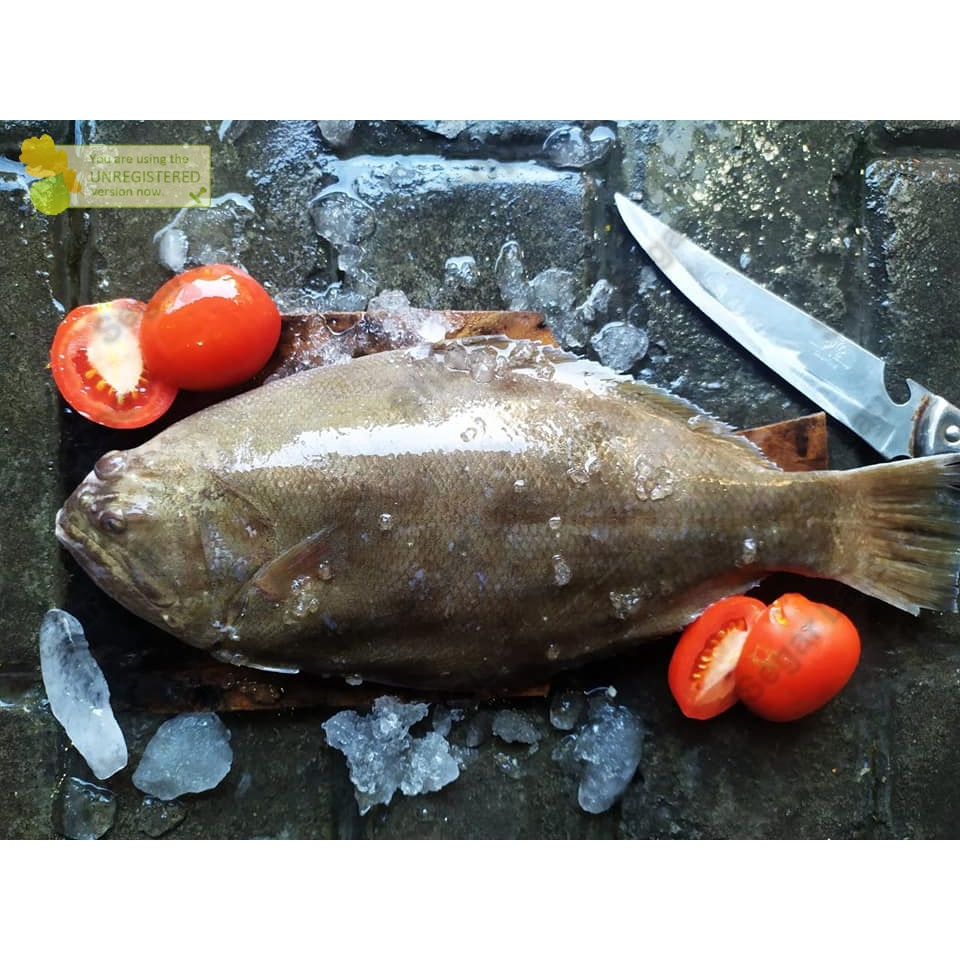 

Ikan Sebelah Segar Ikan Sebelah 1Kg Ikan Fresh Hasil Laut Segar