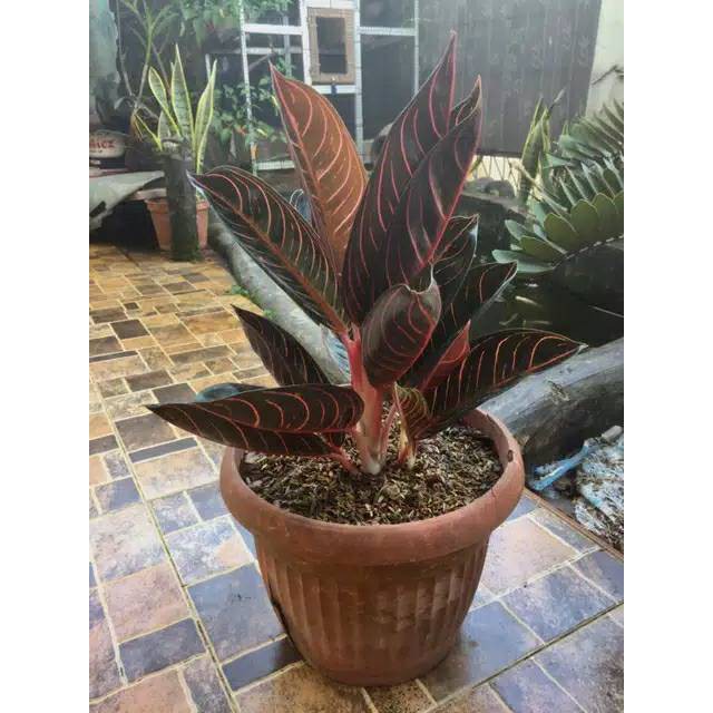 tanaman hias aglonema red Sumatra indukan aglonema red Sumatra indukan Produk Good Quality