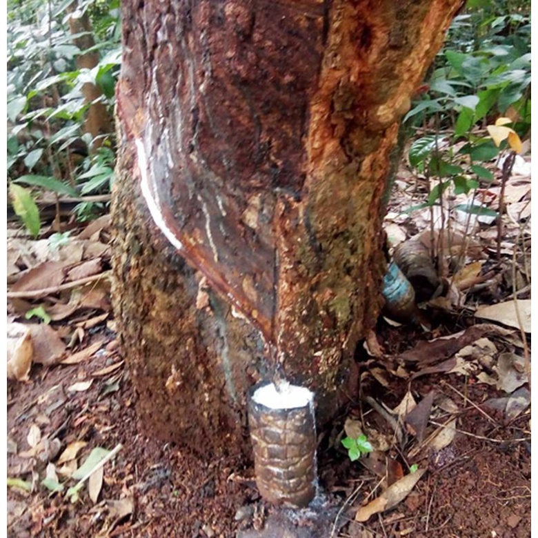 Mokilo43 Pupuk Organik Pemacu Getah Karet Pupuk Karet Mati Getah Pupuk Khusus Tanaman Karet Pupuk