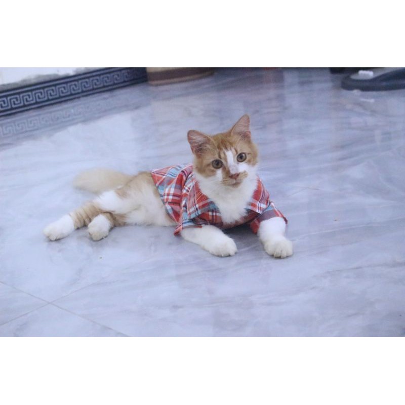 Kemeja Kotak-Kotak untuk kucing &amp; anjing /Jual Baju Kucing Terlengkap &amp; Berkualitas size S-XL