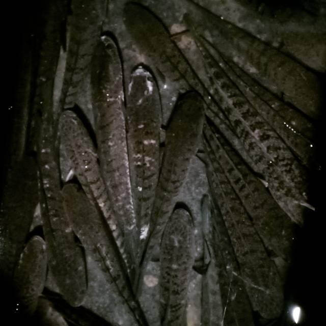 

Ikan gabus hidup segar 1kg kak