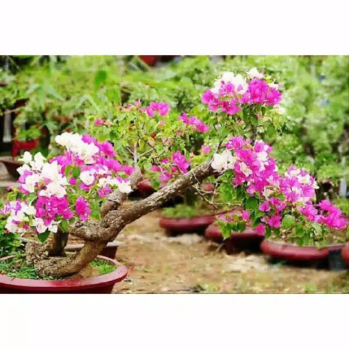 Batang Bonggol Stek Bunga Bougenville Untuk Bonsai Bugenvile