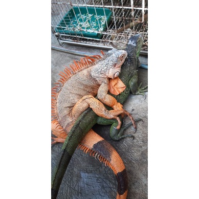 Iguana super red jantan indukan