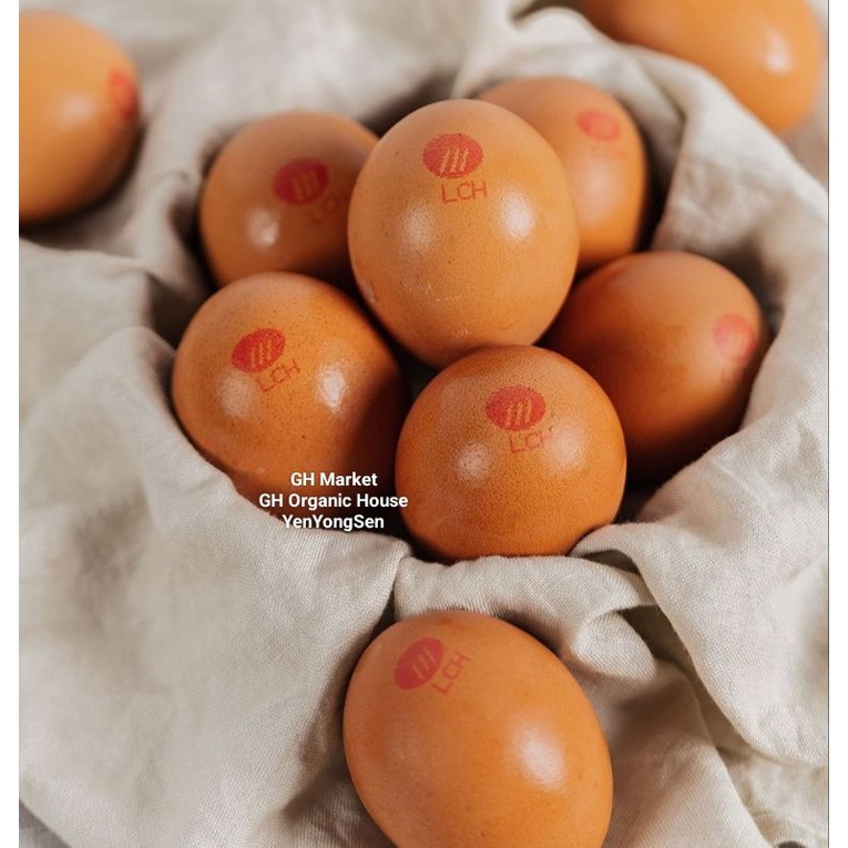 

Telur LCH Low Cholestrol Fresh New Telor Rendah Kolestrol Terlaris Egg