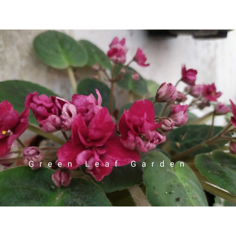 Bibit Tanaman Hias Begonia Violces Pink Putih Biru Ungu Maroon