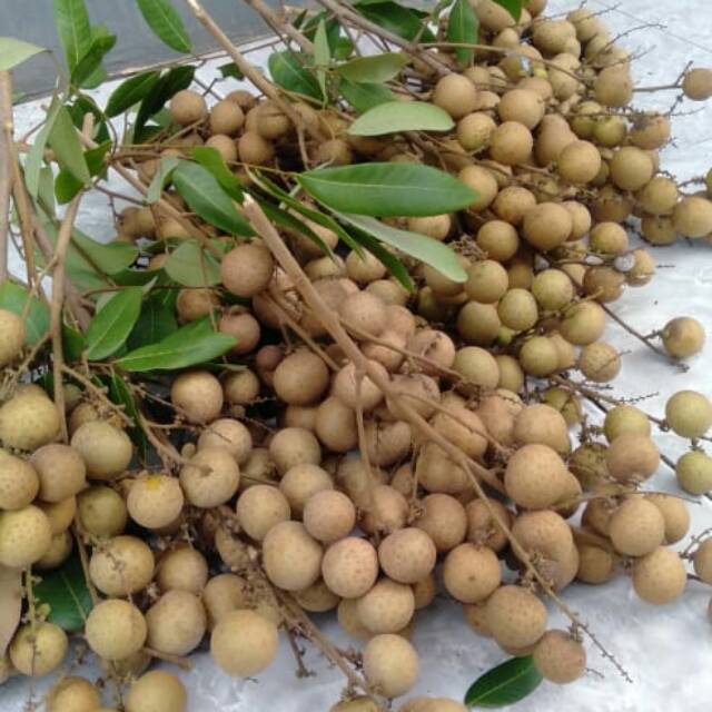 budigaloncikampek