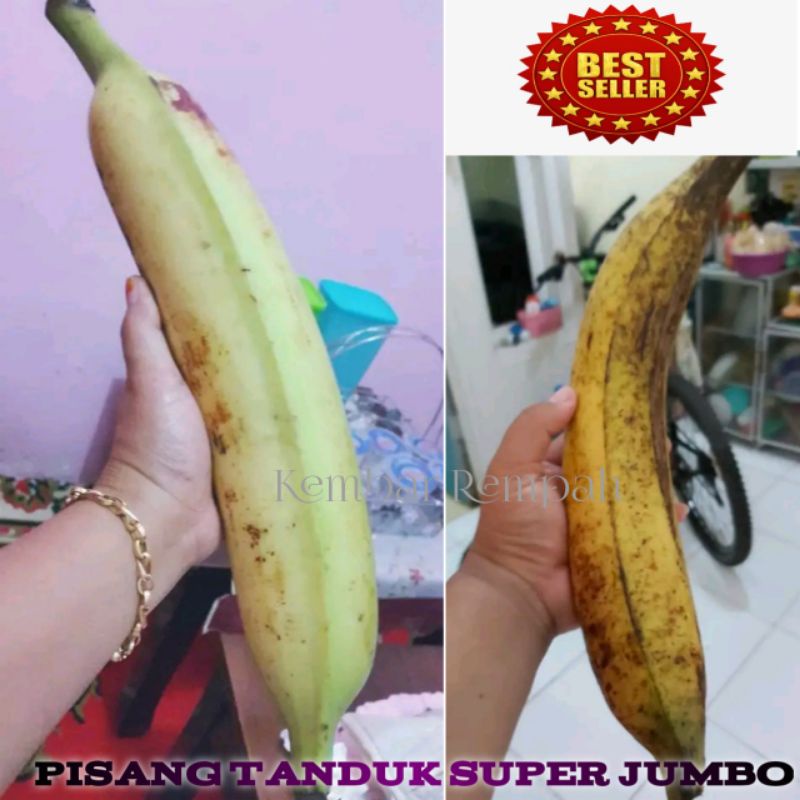 Jual Pisang tanduk super jumbo | Shopee Indonesia