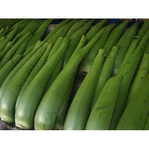 

Pelepah LIdah Buaya / daun lidah buaya ( DIJAMIN BEBAS PEPTISIDA )