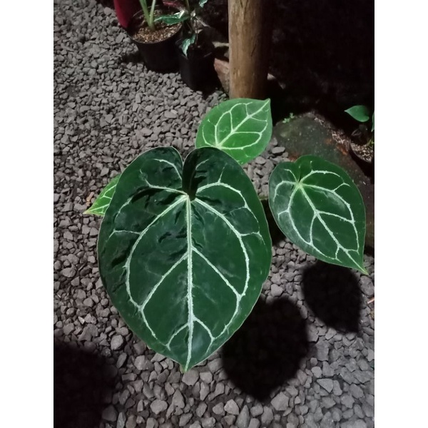 anthurium cristalinum hybrid / anthurium