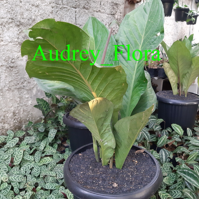 Tanaman Hias Anthurium Jemani - Anthurium Tanduk