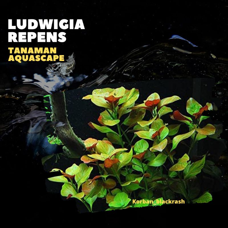 Ludwigia Repens ( Tanaman Aquascape Tumbuhan Air Hiasan Aquarium Hidup )