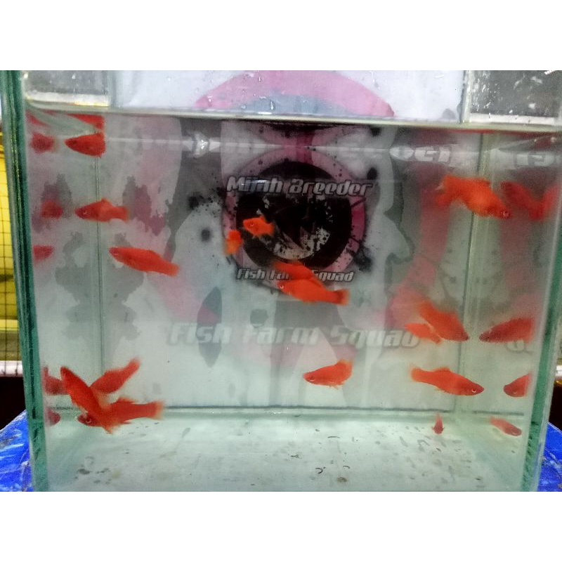 anakan ikan bloodred